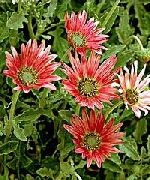 foto crvena Cvijet Cape Tratinčica, Vladar Je Južnoafrička Livada