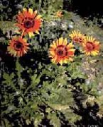 apelsin Udddaisy, Monark Av Veldt Trädgård blommor foto