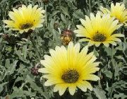 keltainen Cape Päivänkakkara, Monarkki Veldt Puutarhan Kukat kuva