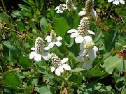 beyaz Yerba Mansa, Sahte Anemon, Kertenkele Kuyruğu Bahçe çiçekleri fotoğraf