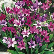 purpurowy Babiana Kwiaty ogrodowe zdjęcie