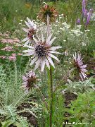 foto Paarse Berkheya Bloem