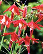 foto Koraal Druppels Bloem