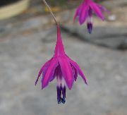 purpurowy Besser Kwiaty ogrodowe zdjęcie