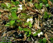 hvit Arctous Hage Blomster bilde