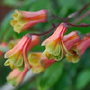 sarı Bomarea Bahçe çiçekleri fotoğraf