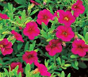 розе Цалибрацхоа, Милион Звона Расада фотографија