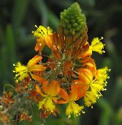 bilde orange Blomst Bulbine, Bulbinella, Brenne Gelé Plante, Forfulgt Bulbine, Oransje Bulbine