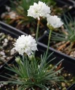 hvit Sea ​​rosa, Sjø Sparsommelighet Hage Blomster bilde