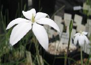 beyaz Milla, Meksika Yıldız Bahçe çiçekleri fotoğraf