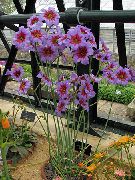 lila Glorie Van De Zon Tuin Bloemen foto