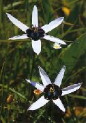 beyaz Boyalı Tavuskuşu Çiçek, Tavuskuşu Yıldız  fotoğraf