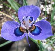 foto Moraea Bloem