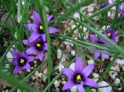 foto lyseblå Blomst Romulea