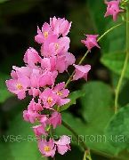 розе Мексикански Корал Лоза, Пузавица Корал, Хонолулу Пузавица, Цораллита, Кинески Љубав Вино Расада фотографија