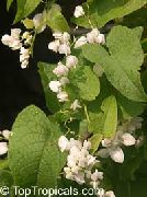 valkoinen Meksikolainen Koralli Viiniköynnöksen, Koralli Köynnös, Honolulu Köynnös, Corallita, Kiinalainen Rakkaus Viiniköynnöksen Puutarhan Kukat kuva