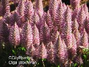 розе  Расада фотографија