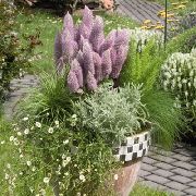 fotografie orgován Kvetina 