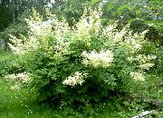 hvit Goatsbeard Hage Blomster bilde