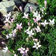 rosa Asperula Trädgård blommor foto