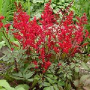 czerwony Astilbe Kwiaty ogrodowe zdjęcie
