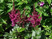 винен Astilbe, Брада Фалшиво Козе, Fanal Градински цветя снимка