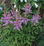 lila Astilbe, Falsk Get Skägg, Fanal Trädgård blommor foto