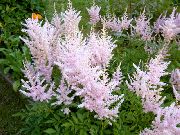 rosa Astilbe, Falsk Get Skägg, Fanal Trädgård blommor foto