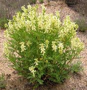dzeltens Astragalus Dārza Ziedi foto