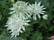 foto Masterwort Blomma