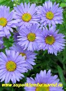 блакітны Астра Альпійская Садовыя Кветкі фота