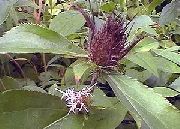 ფოტო Jade ხე ყვავილების