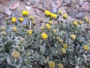 keltainen Ajania Puutarhan Kukat kuva