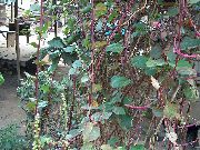 ფოტო თეთრი ყვავილების Basella