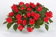      ,     - New Guinea  Impatiens