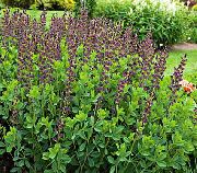 винен Невярна Индиго Градински цветя снимка