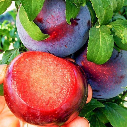 ����  ����� ���� �������, ������ �� 483 ���