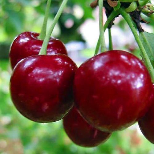 ����  ������� �������, ������ �� 483 ���