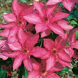 ����  �������� ��������������� �������, ������ �� 1339 ���