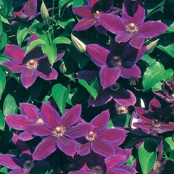 ����  �������� ��������������� ��������� (1-�����), ������ �� 599 ���