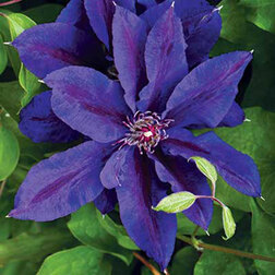 ����  �������� ��������������� ���������, ������ �� 1339 ���