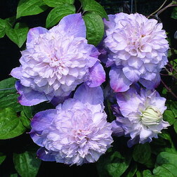 ����  �������� ��������������� �������� ����, ������ �� 1339 ���