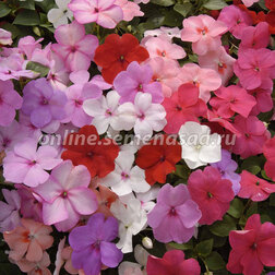 ����  ��������� ������ ���� (1��-100��) ���������������� ������, ������ �� 560 ���