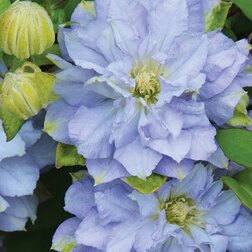 ����  �������� ��������������� ������� ����, ������ �� 1869 ���