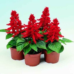 ����  ������� ����� ����� ��� (1��-100��) ���������������� ������, ������ �� 352 ���