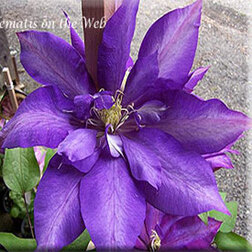 ����  �������� ��������������� ������� �������, ������ �� 1339 ���