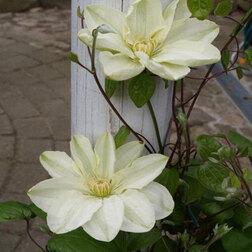 ����  �������� ��������������� ������ ����, ������ �� 1339 ���