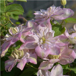 ����  �������� ��������������� �������� ����, ������ �� 1869 ���