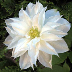 ����  �������� ��������������� �����, ������ �� 1339 ���