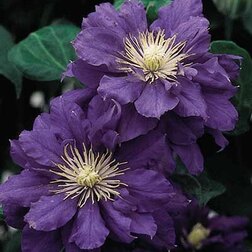 ����  �������� ��������������� (�����) ���� �� ������, ������ �� 599 ���